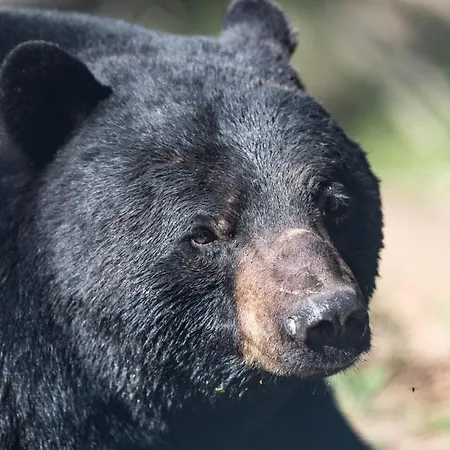Zoo Des Marécottes Boutique