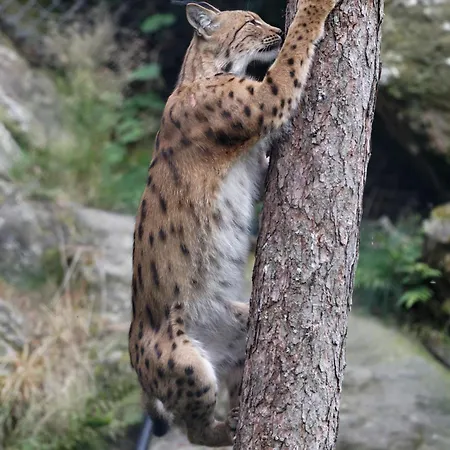 Hotel Zoo Des Marécottes Boutique *