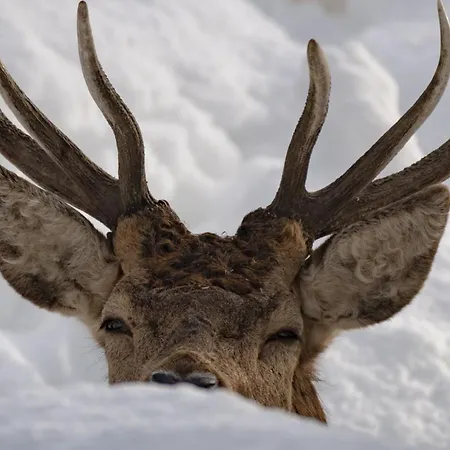 Zoo Des Marecottes Boutique Hotell Les Marécottes