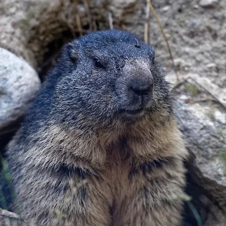 Zoo Des Marecottes Boutique Les Marécottes