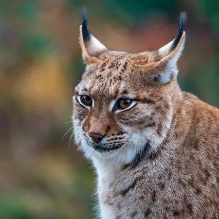 Zoo Des Marecottes Boutique Les Marécottes