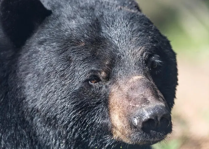 Zoo Des Marécottes Boutique