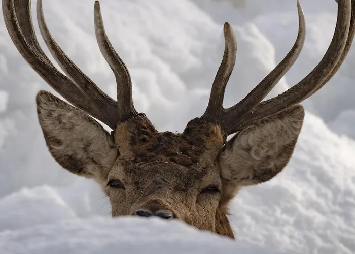 Zoo Des Marécottes Boutique Hotel Les Marécottes