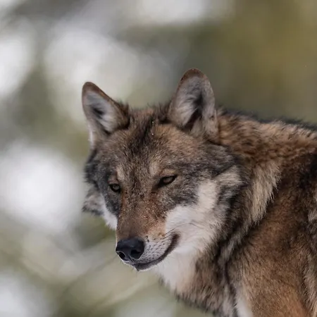 Zoo Des Marécottes Boutique Hotel Les Marécottes